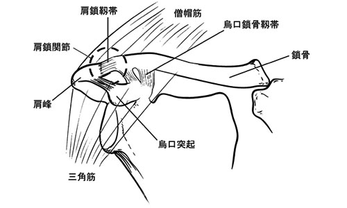 図1.肩鎖関節の構造