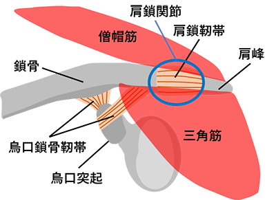 図1.肩鎖関節の構造