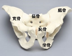 図1：骨盤の部位名