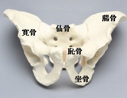 骨盤骨折 一般社団法人 日本骨折治療学会 骨折の解説