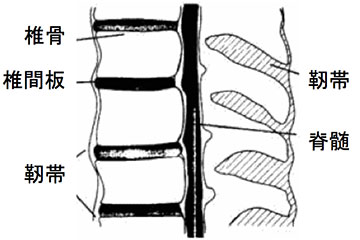 図1：脊椎