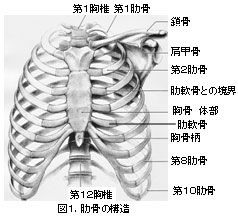 骨折 バスト バンド 肋骨